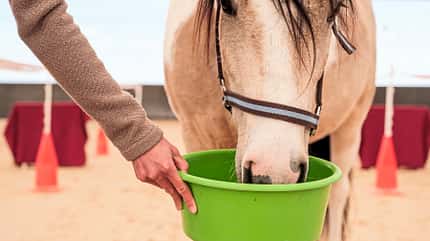 CAVALLO Schreck, lässt nach! Schreck, lässt nach!