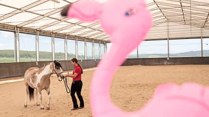 CAVALLO Schreck, lässt nach! Schreck, lässt nach!