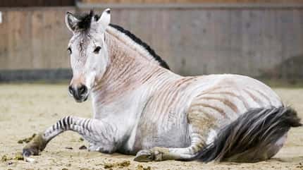 CAVALLO, Zorse - Halb Pferd, halb Zebra Zorse - Halb Pferd, halb Zebra