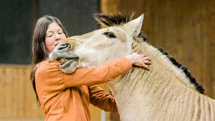 CAVALLO, Zorse - Halb Pferd, halb Zebra Zorse - Halb Pferd, halb Zebra