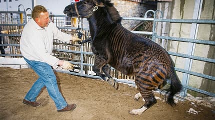 CAVALLO, Zorse - Halb Pferd, halb Zebra Zorse - Halb Pferd, halb Zebra
