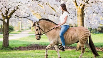 CAVALLO, Zorse - Halb Pferd, halb Zebra Zorse - Halb Pferd, halb Zebra