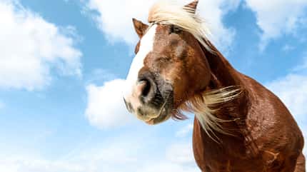 CAVALLO Medizin Kompendium Hufkrebs Medizin Kompendium Hufkrebs