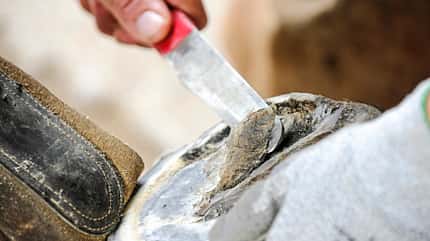 CAVALLO Medizin Kompendium Hufkrebs Medizin Kompendium Hufkrebs