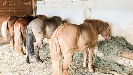 CAVALLO Reitschultest Traunstein Reitschultest Traunstein