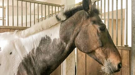 CAVALLO Reitschultest Traunstein Reitschultest Traunstein