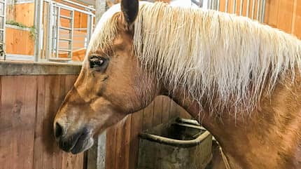 CAVALLO Reitschultest Traunstein Reitschultest Traunstein