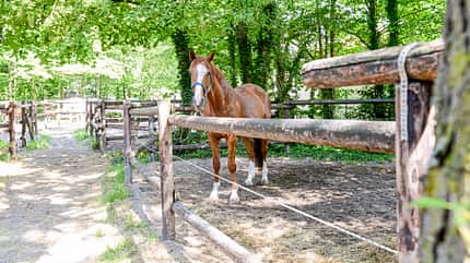 CAVALLO Leckerli & Levaden - alte Reitkunst am Egon von Neindorff-Institut Leckerli & Levaden - alte Reitkunst am Egon von Neindorff-Institut