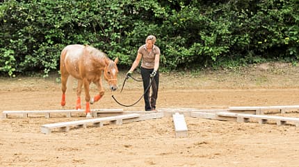 CAVALLO Ganzkörper-Workout, Fit mit Katrin Obst Ganzkörper-Workout, Fit mit Katrin Obst