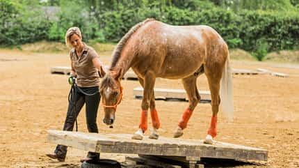 CAVALLO Ganzkörper-Workout, Fit mit Katrin Obst Ganzkörper-Workout, Fit mit Katrin Obst