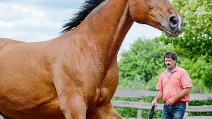 CAVALLO Titel Thema Unwiderstehlich - Anziehende Übungen Titel Thema Unwiderstehlich - Anziehende Übungen
