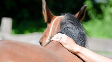 CAVALLO Titel Thema Unwiderstehlich - Anziehende Übungen Titel Thema Unwiderstehlich - Anziehende Übungen