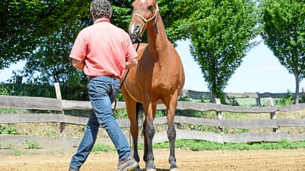 CAVALLO Titel Thema Unwiderstehlich - Anziehende Übungen Titel Thema Unwiderstehlich - Anziehende Übungen
