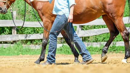 CAVALLO Titel Thema Unwiderstehlich - Anziehende Übungen Titel Thema Unwiderstehlich - Anziehende Übungen