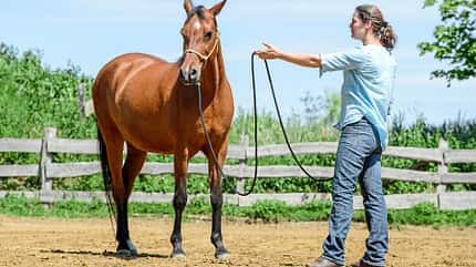 CAVALLO Titel Thema Unwiderstehlich - Anziehende Übungen Titel Thema Unwiderstehlich - Anziehende Übungen