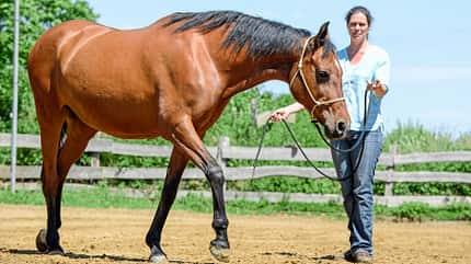 CAVALLO Titel Thema Unwiderstehlich - Anziehende Übungen Titel Thema Unwiderstehlich - Anziehende Übungen