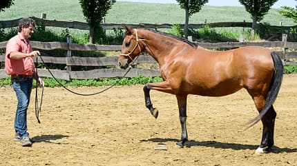 CAVALLO Titel Thema Unwiderstehlich - Anziehende Übungen Titel Thema Unwiderstehlich - Anziehende Übungen
