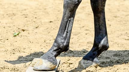 CAVALLO Titel Thema Unwiderstehlich - Anziehende Übungen Titel Thema Unwiderstehlich - Anziehende Übungen