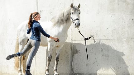 CAVALLO Warm up & cool down Warm up & cool down