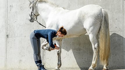 CAVALLO Warm up & cool down Warm up & cool down