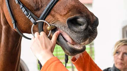 CAVALLO Coach „Meine Stute ist beim Reiten auf der Flucht“ „Meine Stute ist beim Reiten auf der Flucht“