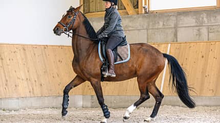 CAVALLO Coach „Meine Stute ist beim Reiten auf der Flucht“ „Meine Stute ist beim Reiten auf der Flucht“
