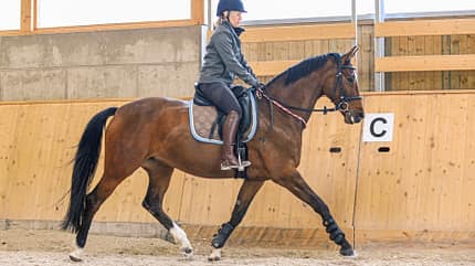 CAVALLO Coach „Meine Stute ist beim Reiten auf der Flucht“ „Meine Stute ist beim Reiten auf der Flucht“