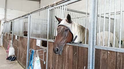 CAVALLO Reitschultest Lübeck Reitschultest Lübeck