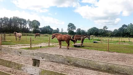 CAVALLO Reitschultest Lübeck Reitschultest Lübeck