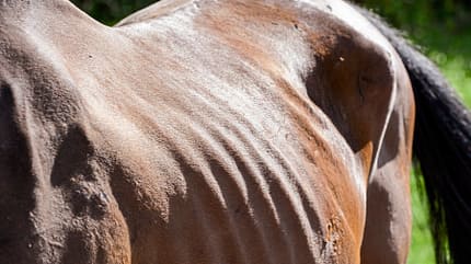 CAVALLO Medizin Kompendium Muskelschwund Medizin Kompendium Muskelschwund