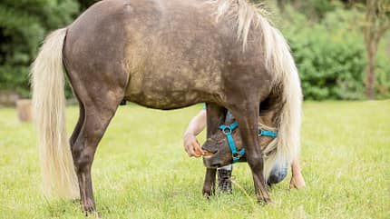 CAVALLO Fit mit Obst - Pilates Fit mit Obst - Pilates