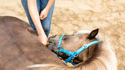 CAVALLO Fit mit Obst - Pilates Fit mit Obst - Pilates