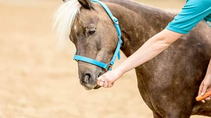 CAVALLO Fit mit Obst - Pilates Fit mit Obst - Pilates