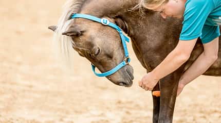 CAVALLO Fit mit Obst - Pilates Fit mit Obst - Pilates