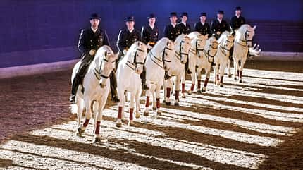 CAVALLO Gestüt Lipica Gestüt Lipica