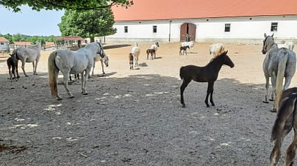 CAVALLO Gestüt Lipica Gestüt Lipica