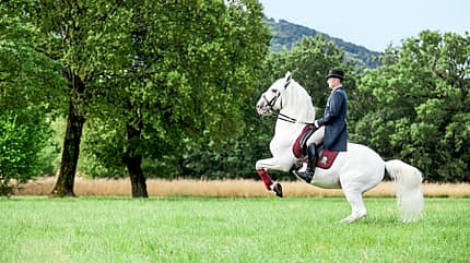 CAVALLO Gestüt Lipica Gestüt Lipica