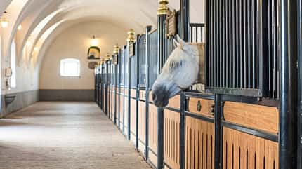 CAVALLO Gestüt Lipica Gestüt Lipica