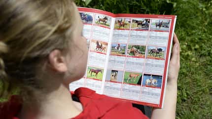 Pferdekauf Cavallo Lesen Anzeige Markt