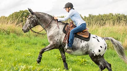 CAVALLO Fit mit Obst CAVALLO Fit mit Obst