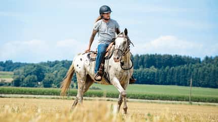 CAVALLO Ergänzungsfuttermittel eQ7 Ergänzungsfuttermittel eQ7