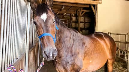 CAVALLO Reitschultest Schwäbische Alb Reitschultest Schwäbische Alb