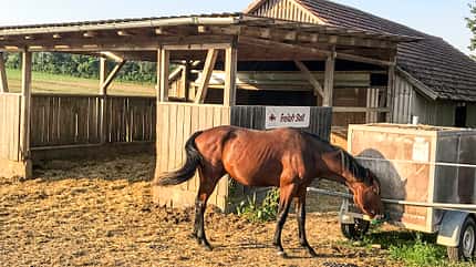 CAVALLO Reitschultest Schwäbische Alb Reitschultest Schwäbische Alb