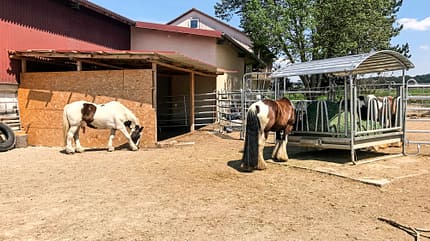 CAVALLO Reitschultest Schwäbische Alb Reitschultest Schwäbische Alb