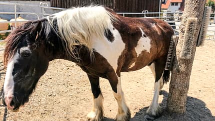 CAVALLO Reitschultest Schwäbische Alb Reitschultest Schwäbische Alb