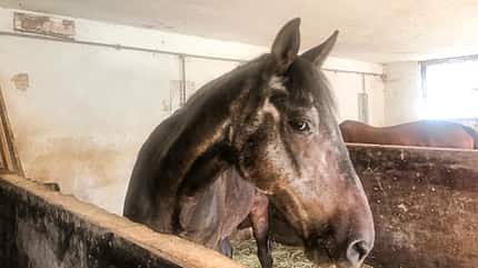 CAVALLO Reitschultest Schwäbische Alb Reitschultest Schwäbische Alb