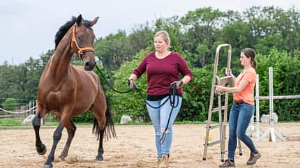CAVALLO Coach CAVALLO Coach