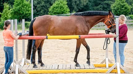 CAVALLO Coach CAVALLO Coach