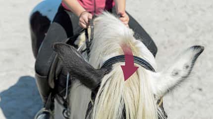 CAVALLO Titelthema volle Konzentration Titelthema volle Konzentration