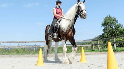 CAVALLO Titelthema volle Konzentration Titelthema volle Konzentration